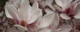 Magnolia