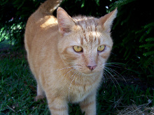 Cat found roaming neighborhood 2012-10-19